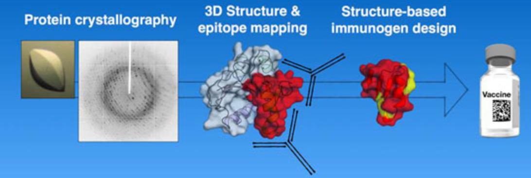 Diagram showing protein crystallography applications in vaccine research, including antigen structure, epitope mapping, and design of optimized vaccine antigens.