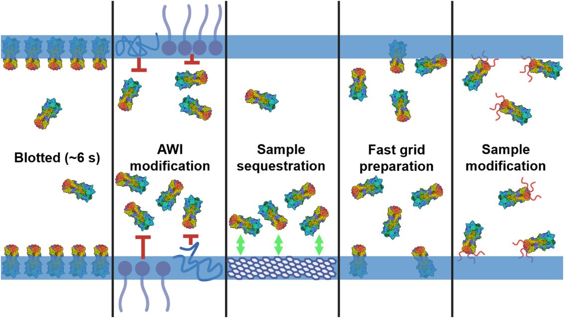 Methods to overcome cryo-EM sample preparation issues, highlighting HA trimer interactions with AWI under different conditions.