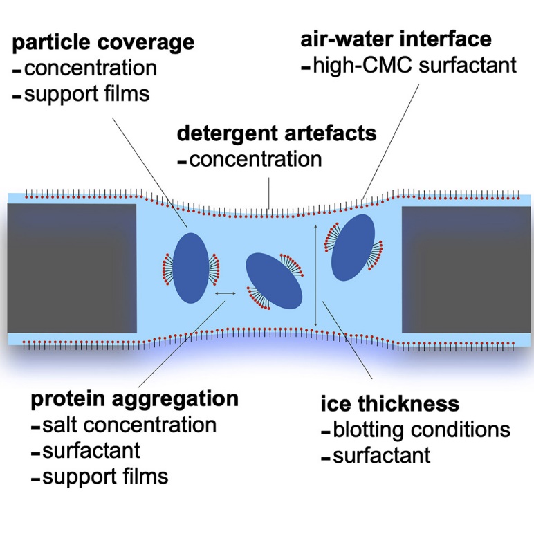 Cryo-EM grid optimization for membrane proteins, focusing on surfactants, detergent/salt concentrations, and support films to improve sample quality.