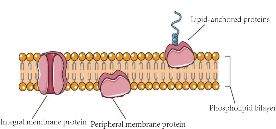 Figure 1. Membrane protein classifications.