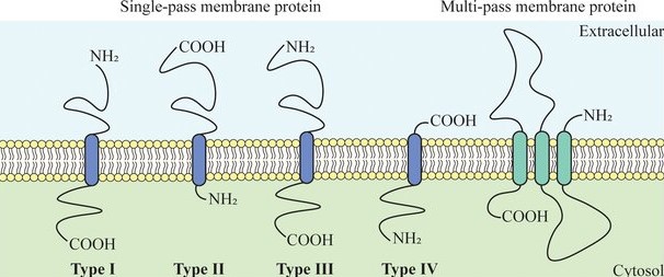 Figure 2. Integral membrane protein structures.