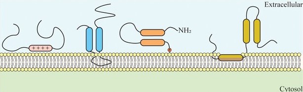 Figure 3. Peripheral protein structures.