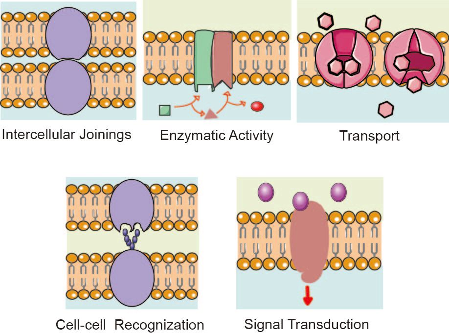 Figure 4. Membrane protein functions.