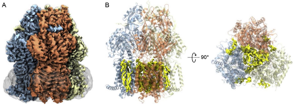 Cryo-EM structure of AcrB trimer in SMA nanodiscs, showing lipid density in central cavity and annular sites.