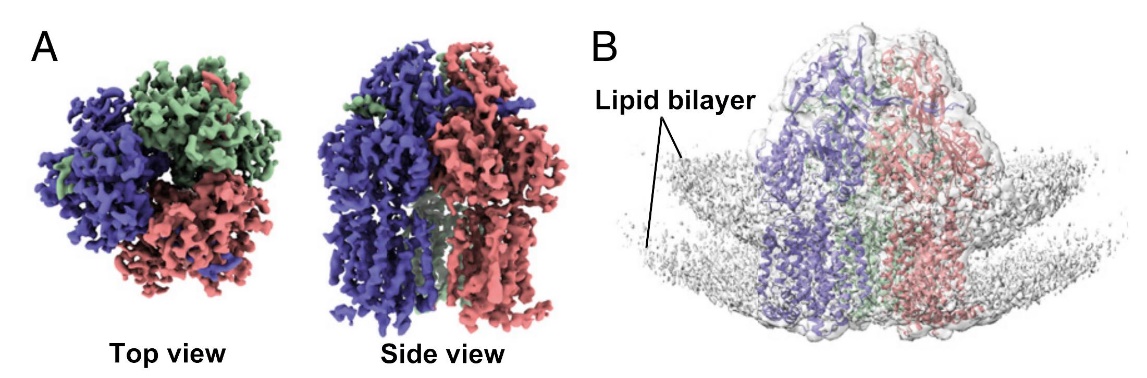 Cryo-EM reconstruction of AcrB in proteoliposomes, showing 3.9 Å resolution and lipid bilayer signals with docked structure.