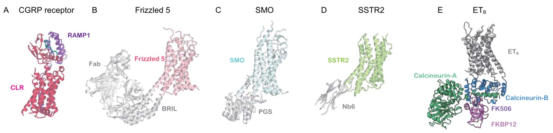 Cryo-EM structures of inactive GPCRs: CGRP receptor, Frizzled 5-BRIL, SMO-PGS, SSTR2-Nb6, and ETB-calcineurin complexes.