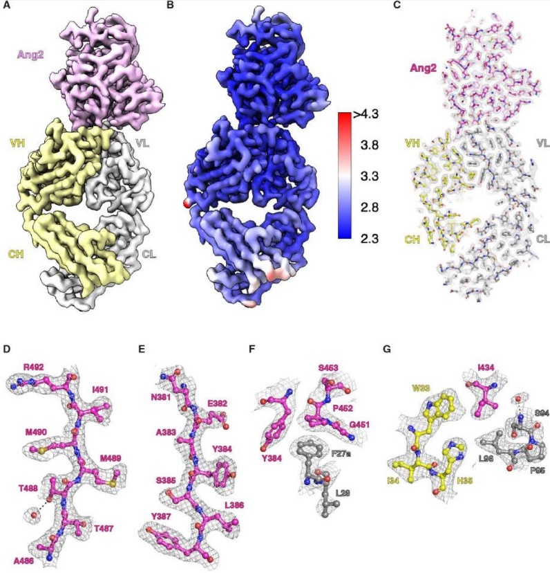 Cryo-EM structure of Ang2–5A12.6DS Fab complex at 2.7 Å resolution, showing Ang2, Fab HC, and LC with local resolution details.