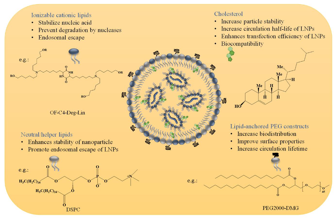 Diagram showing lipid nanoparticles composition and the roles of each component in drug delivery and nanoparticle stability.