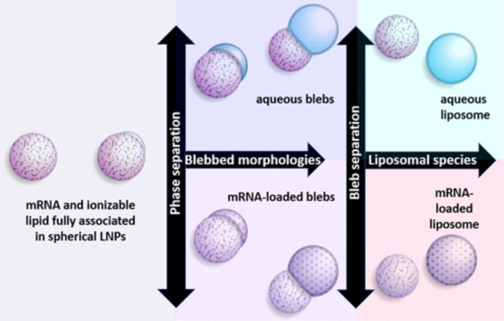 Schematic showing mRNA-LNP morphologies: spherical particles, bleb formations, and dissociated liposomes with or without mRNA.