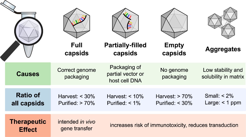 Overview of various capsid types produced during rAAV production, showing structural and functional differences.