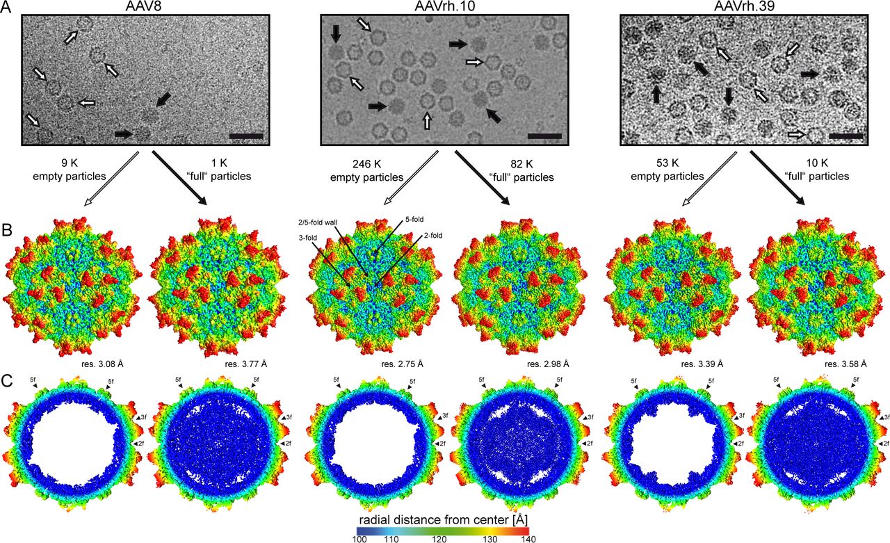 Electron micrographs of empty and genome-containing AAV8, AAVrh.10, and AAVrh.39 capsids with cryo-EM surface and cross-sectional maps.