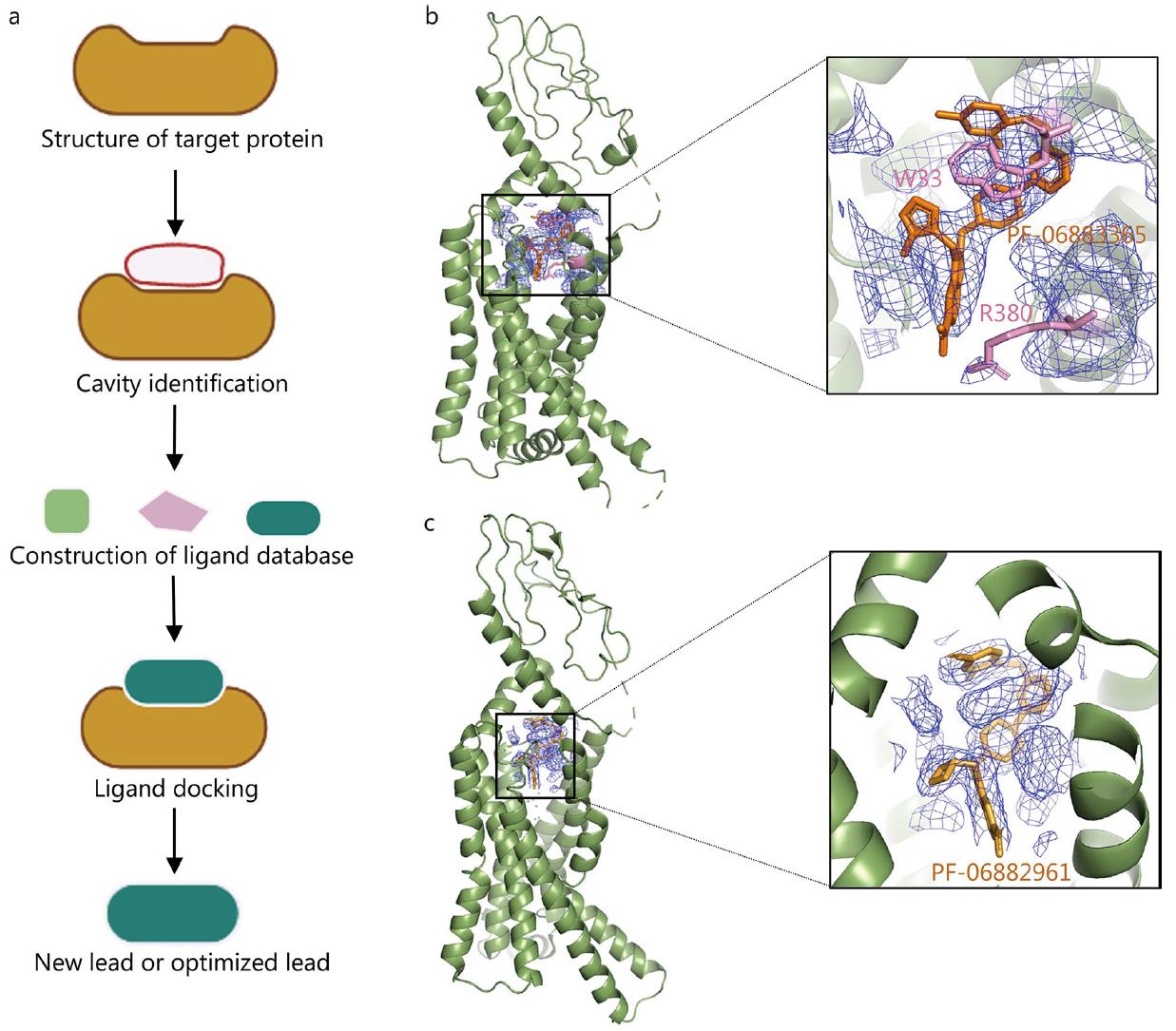 Cryo-EM structures of GLP-1R bound to PF-06883365 and PF-06882961, showing ligand binding and key residues for structure-based drug design.