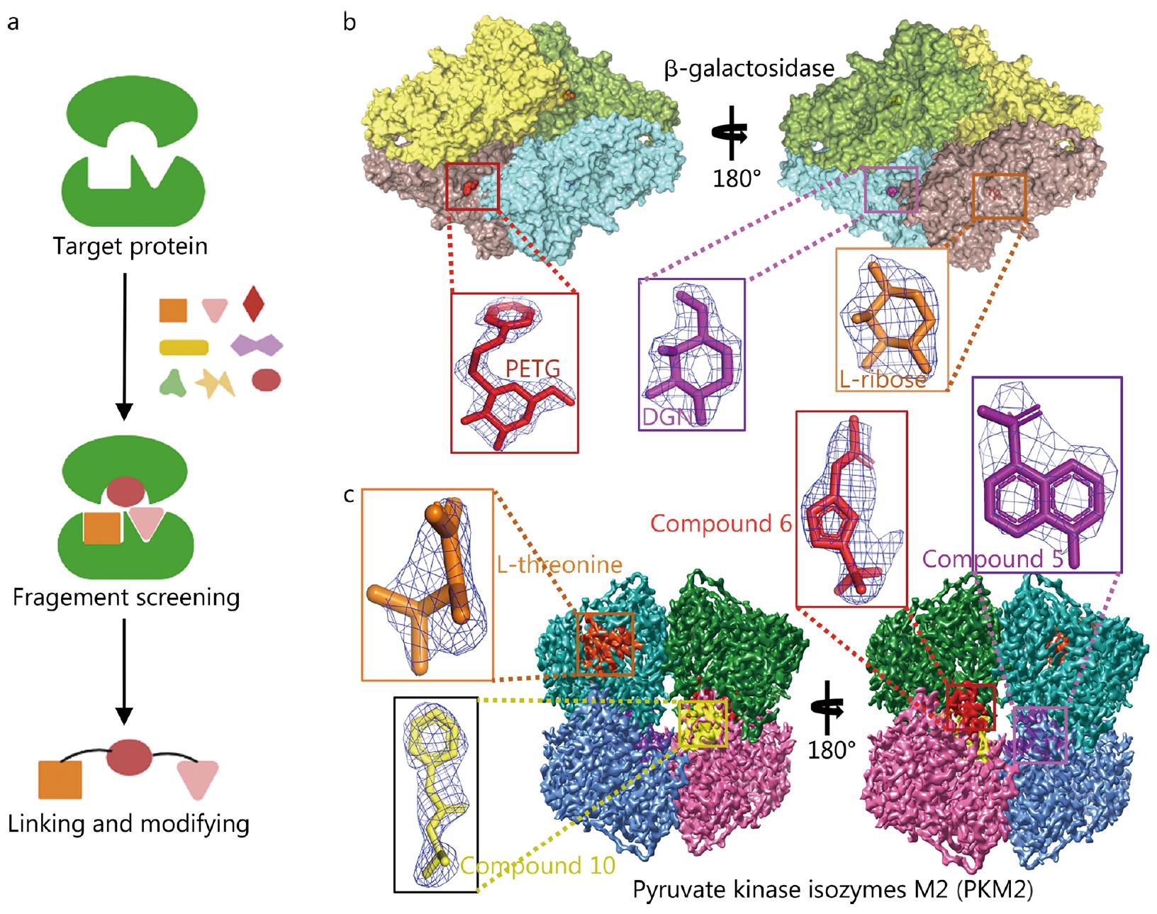 Cryo-EM images of β-galactosidase and pyruvate kinase M2 with bound ligands, showing active sites and fragment fitting.