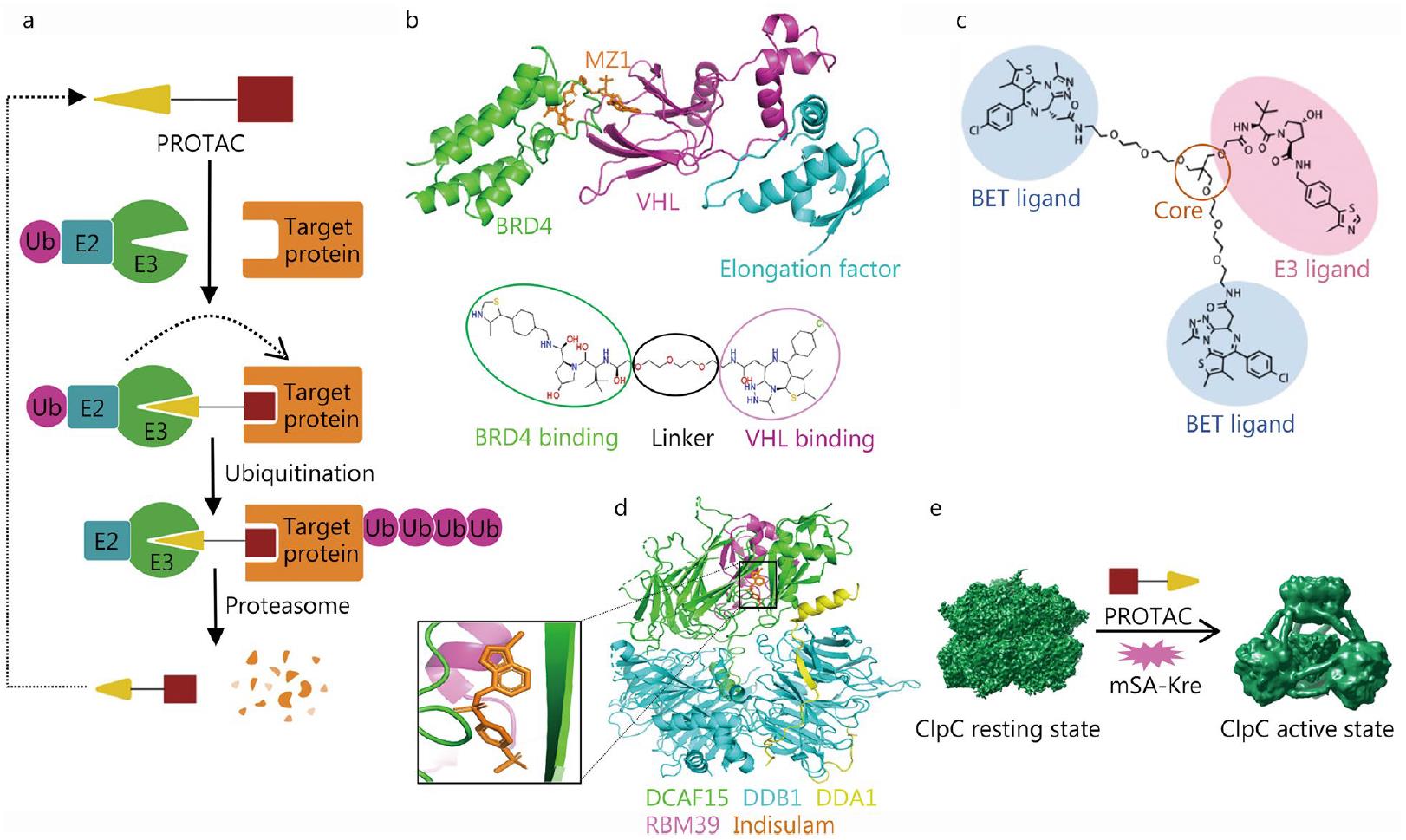 Cryo-EM structures of PROTAC complexes, including MZ1-BRD4-VHL, DCAF15-DDB1-RBM39 with indisulam, and BacPROTAC for ClpC activation.