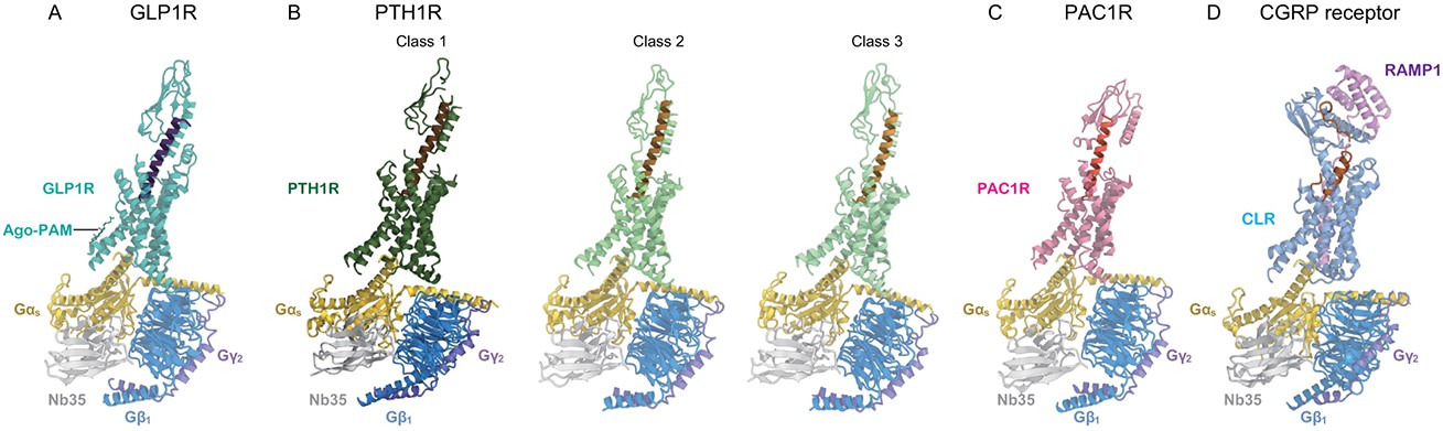 Cryo-EM structures of class B GPCRs: GLP1R with GLP1, PTH1R variants, PAC1R-PACAP38, and CGRP receptor-CGRP complexes.