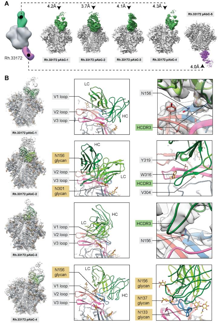 Cryo-EM images showing immune complexes and antibody structures targeting BG505 SOSIP antigen, with highlighted epitopes and antibody chains.