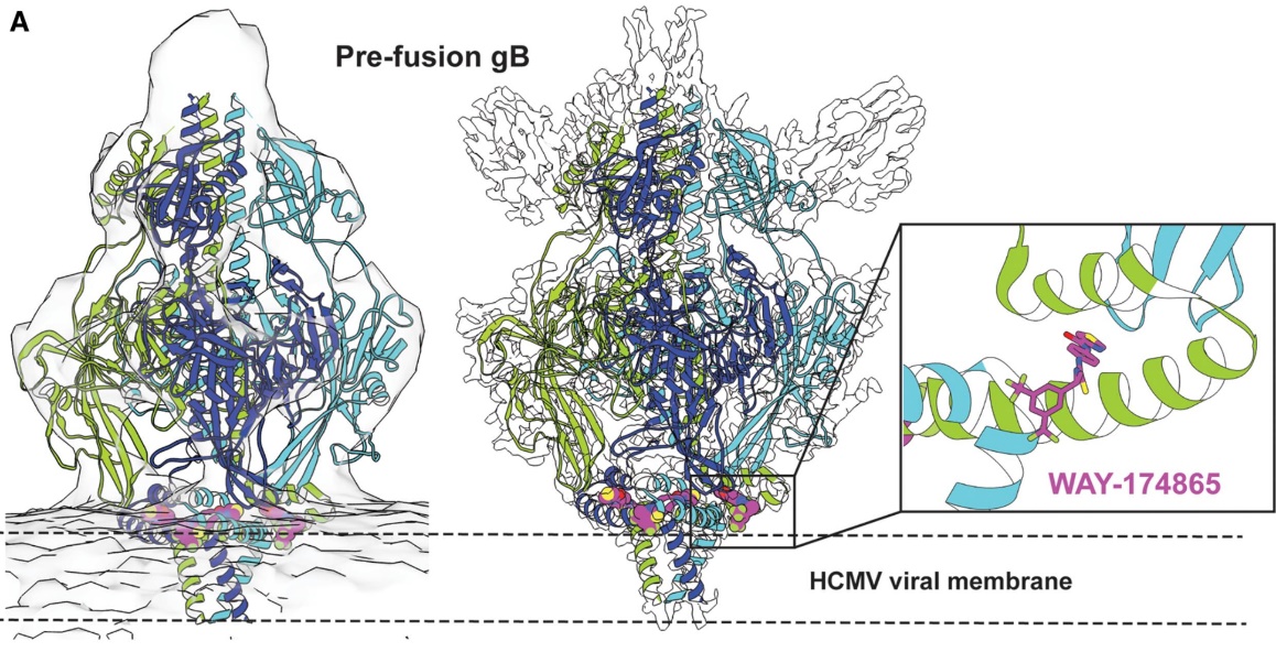 Cryo-EM structure of HCMV gB trimer bound to WAY-174865, with tomographic and single-particle maps, showing antibody binding.