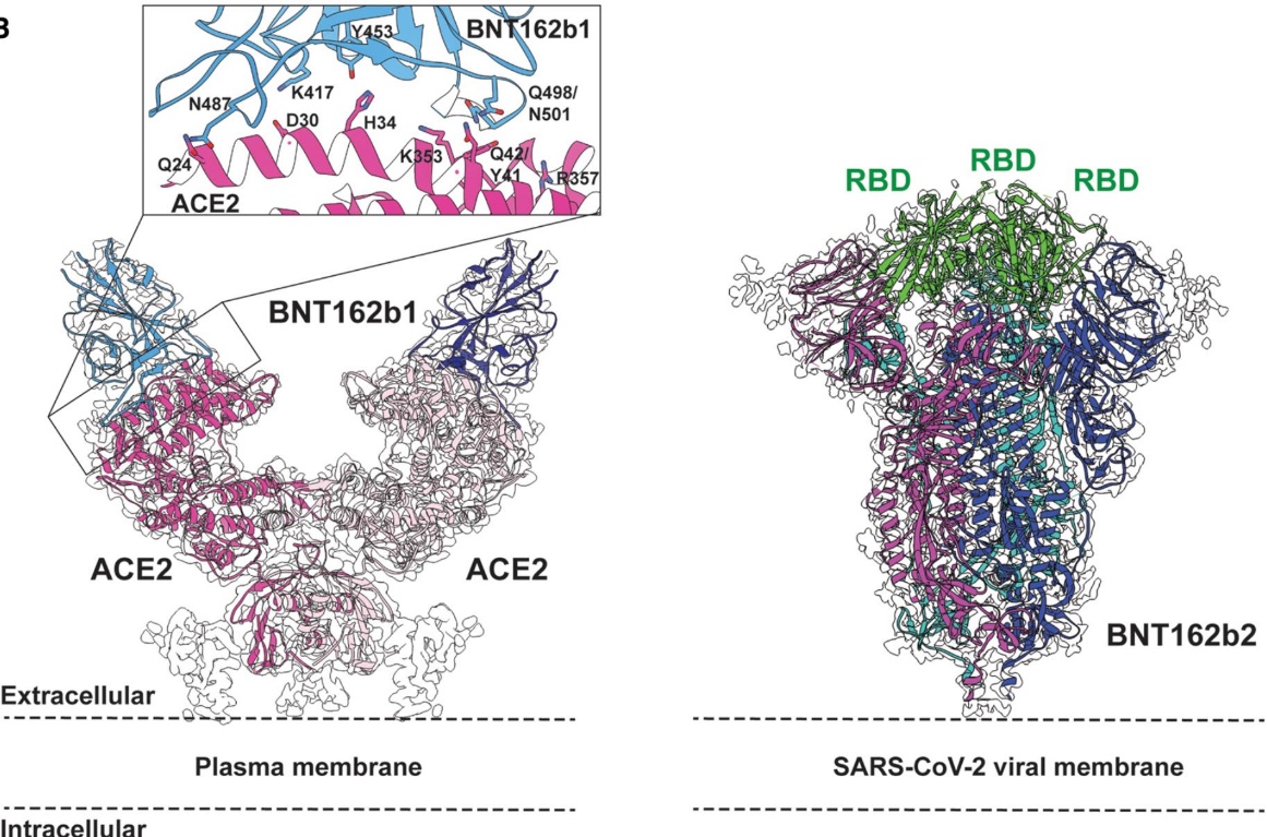 Cryo-EM structures of SARS-CoV-2 vaccine antigens BNT162b1 and BNT162b2, showing ACE2-RBD binding and pre-fusion spike structure.