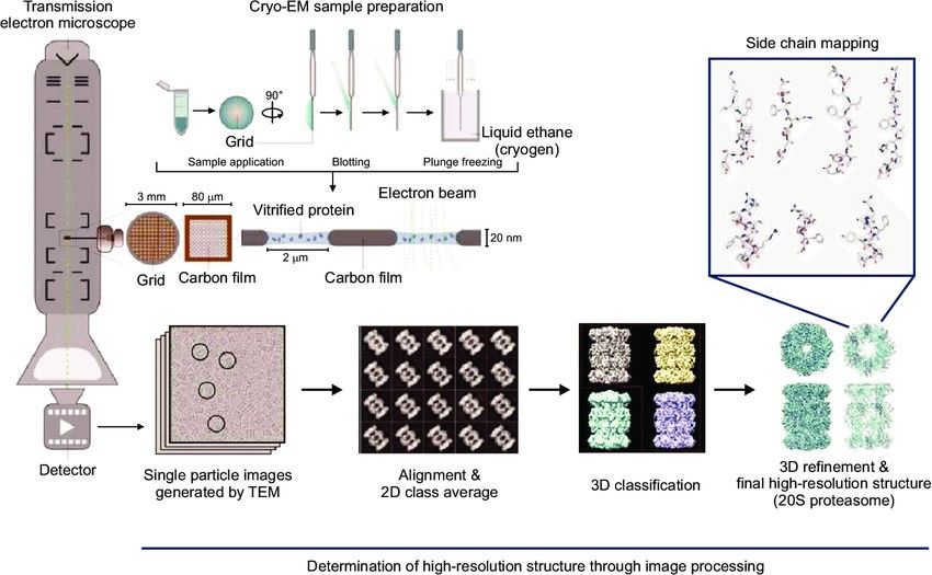 Single-particle cryo-EM process from vitrification to high-resolution 3D structure reconstruction.