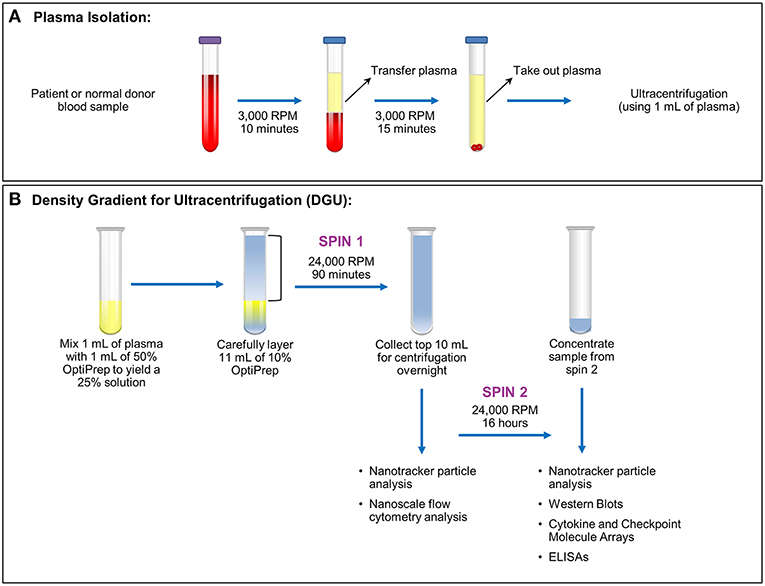 Process for isolating of exosomes from animal plasma: plasma isolation and density gradient for ultracentrifugation.