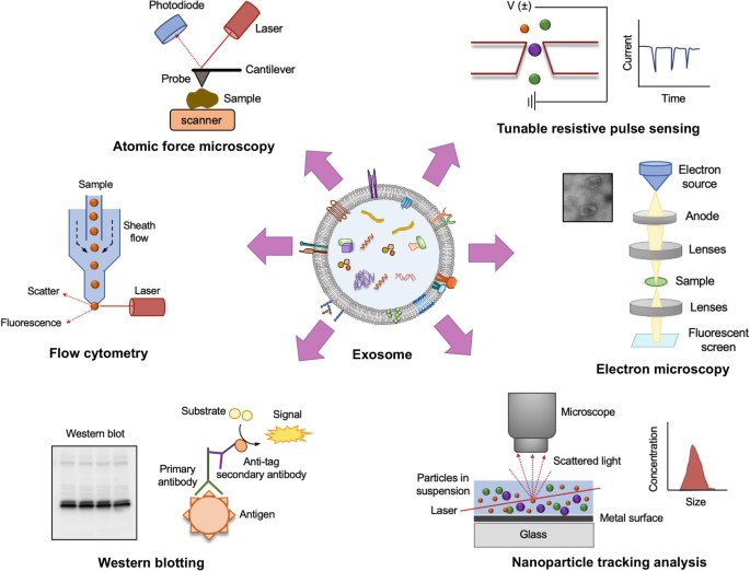 Exosome characterization methods: atomic force microscopy, flow cytometry, western blotting, tunable resistive pulse sensing, electron microscopy, and nanoparticle tracking analysis.