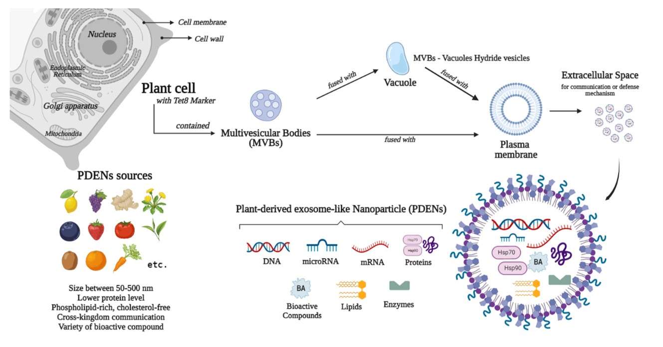 An overview of plant-derived exosomes.