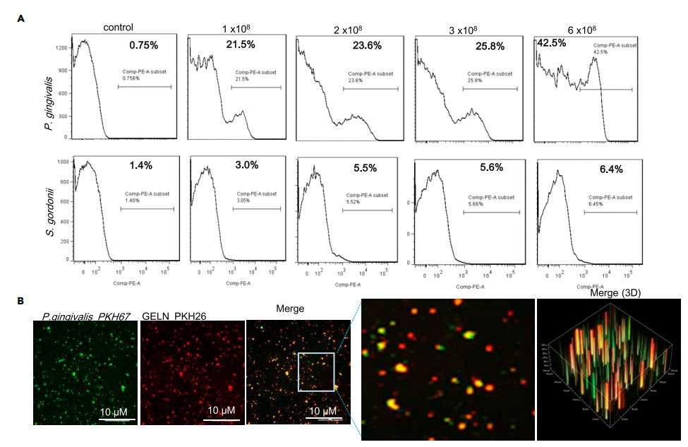 Ginger exosome-like nanoparticles inhibit growth of the pathogenic P. gingivalis.