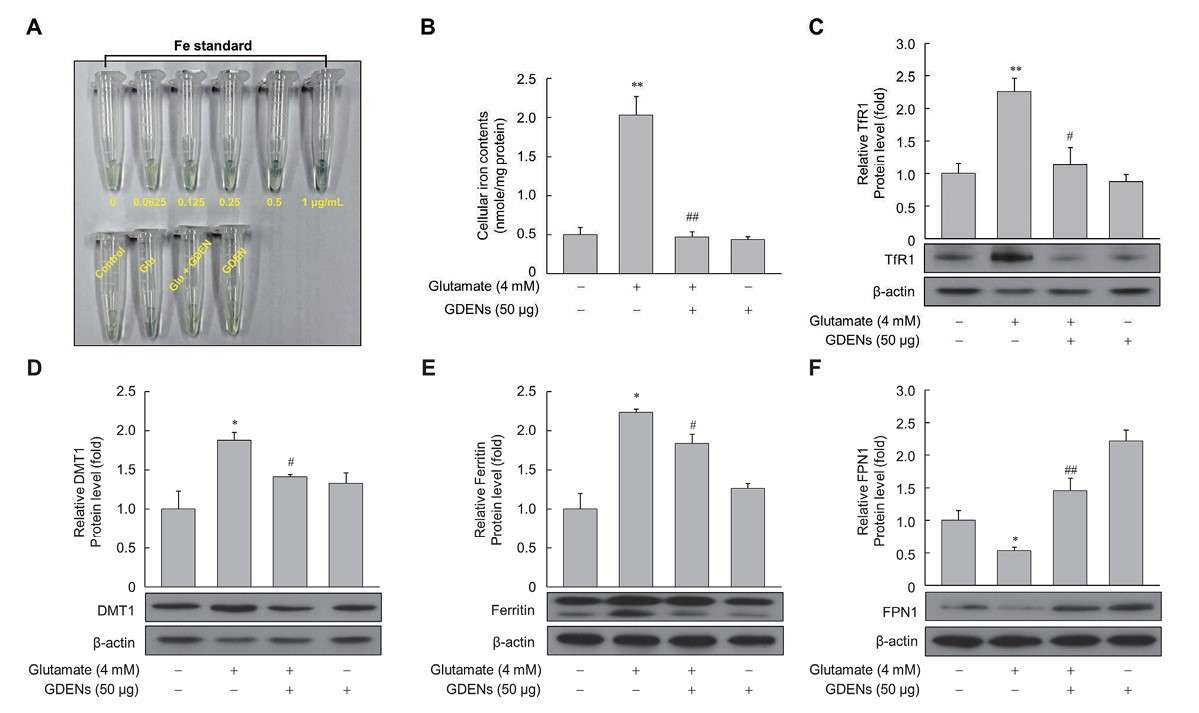 Effects of GDENs on intracellular iron levels and iron metabolism-related protein expression in HT-22 cells.