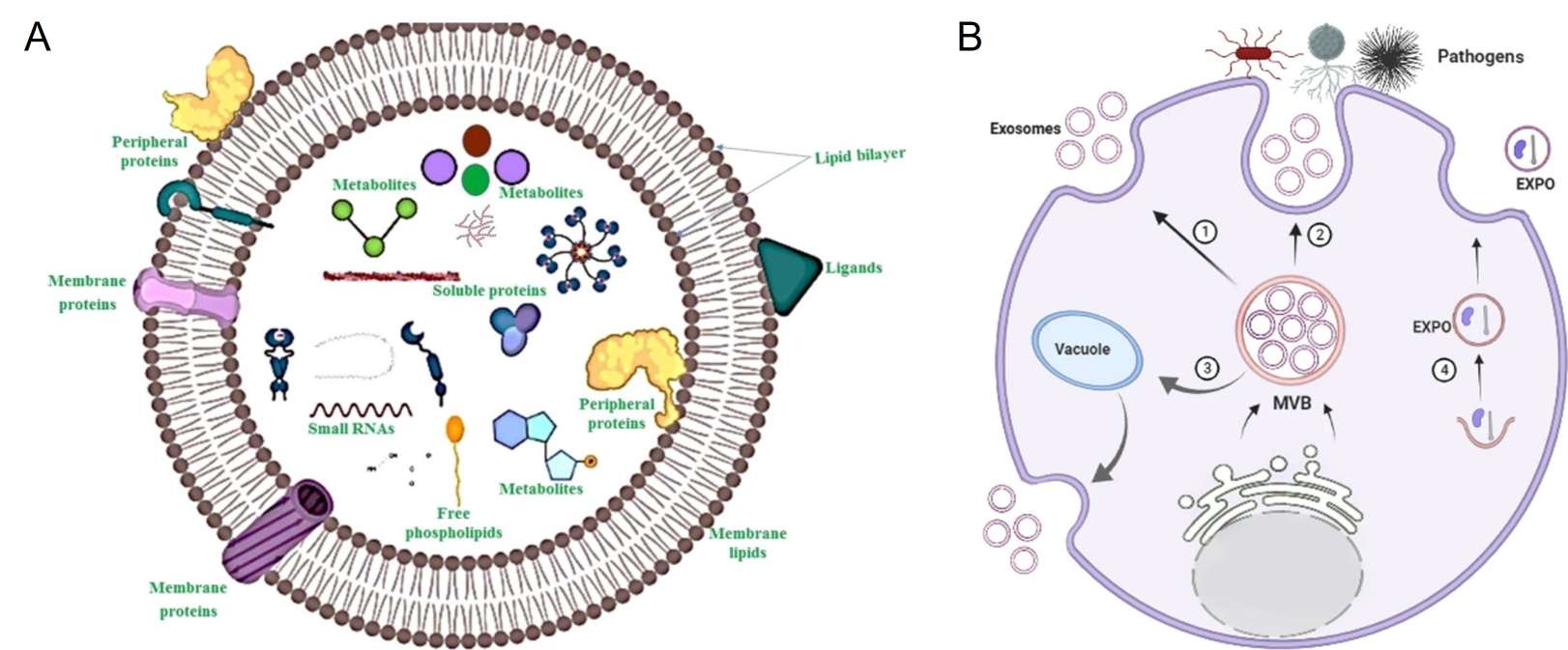 Diagram showing the overview, structure, generalized composition, and biogenesis of plant-derived extracellular vesicles (PDEVs).