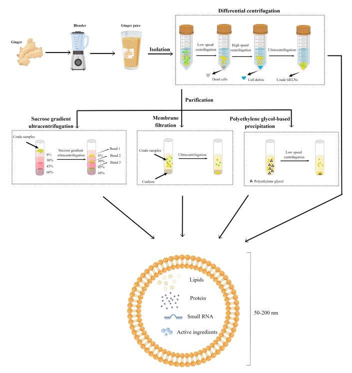 Illustration depicting the isolation and purification methods of ginger-derived exosome-like nanoparticles.