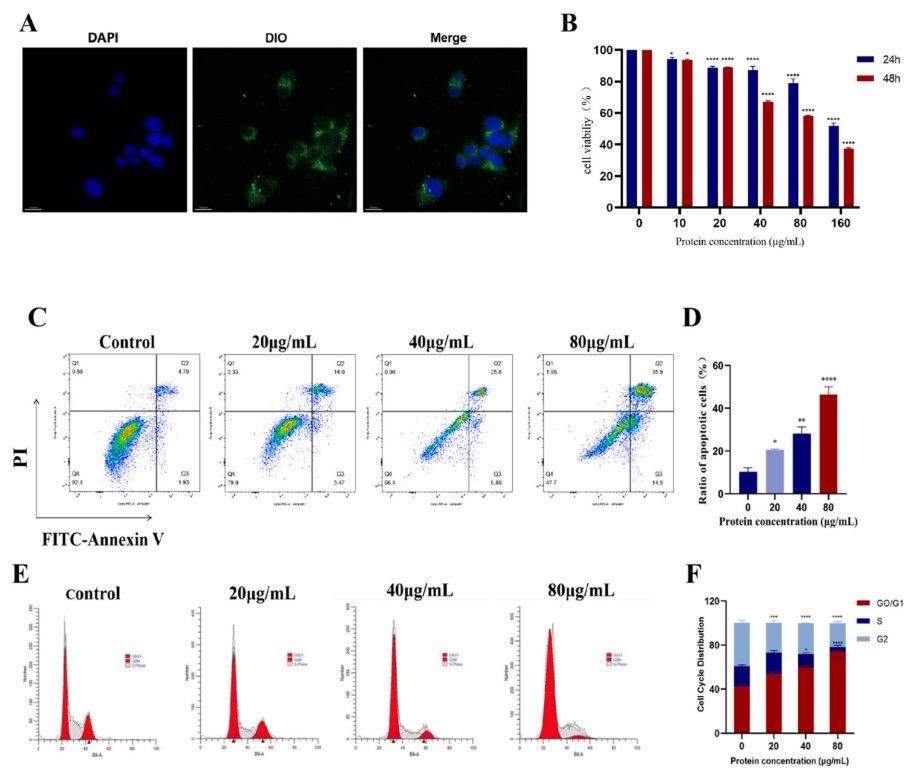 Centella asiatica–derived nanovesicles (ADNVs) inhibiting HepG2 cell proliferation and apoptosis after internalization.