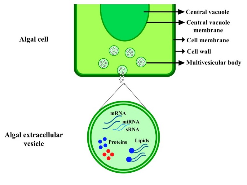 Biogenesis and components of exosomes isolated from algae.