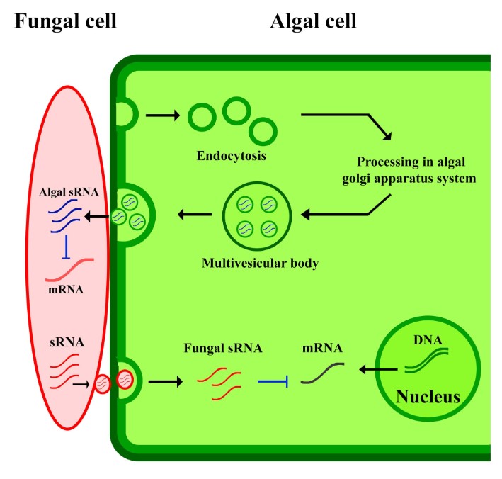 Role of algal exosomes in defending against pathogens.