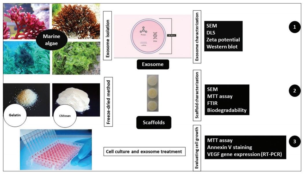 Experimental steps to prove the hypothesis that exosomes are effective for breast cancer treatment: isolation, characterization and freeze-dry of exosomes, treatment of cell cultures with exosomes, and evaluation of cell growth.