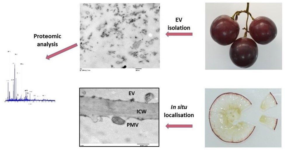 Studies on grape exosome: in situ localization, isolation and proteomic analysis.