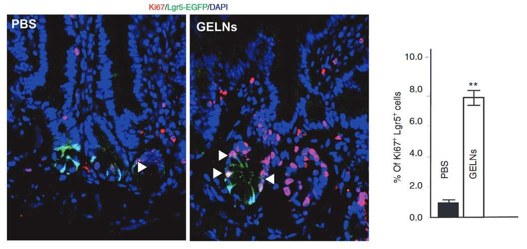 Confocal microscopy image showing Lgr5-EGFP and Ki67 expression in intestinal crypts of Lgr5-EGFP-IRES-CreERT2 mice treated with grape exosome-like nanoparticles.