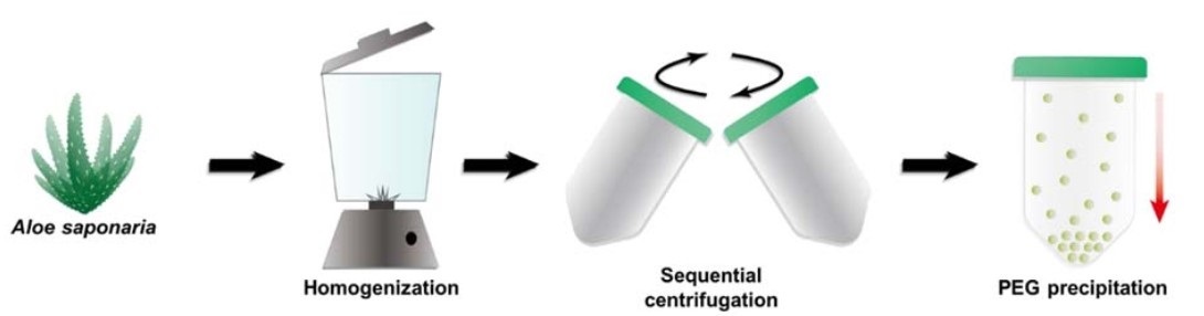 Schematic illustration of the isolation procedure of extracellular vesicles from Aloe Saponaria: homogenization, sequential centrifugation and PEG precipitation.