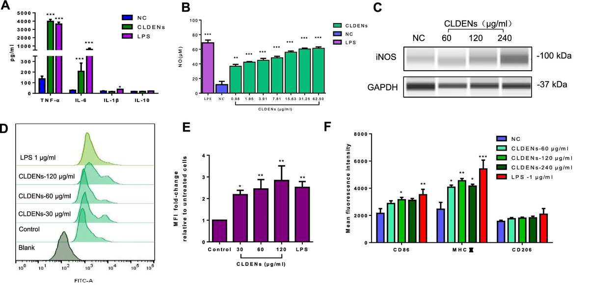 CLDENs promoted secretion of the cytokines TNF-α and IL-6, increased nitric oxide release, and enhanced phagocytic capacity for FITC-Dextran in cells.