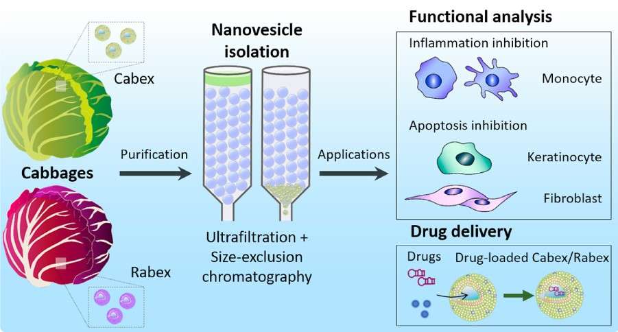 Purification process (nanovesicle isolation and ultrafiltration, size-exclusion chromatography) and applications (functional analysis and drug delivery) of cabbage exosomes.