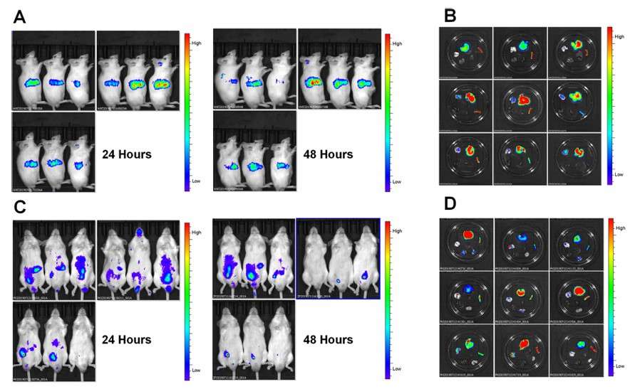 In vivo imaging demonstrating that CELNs have a high degree of cellular uptake efficiency.