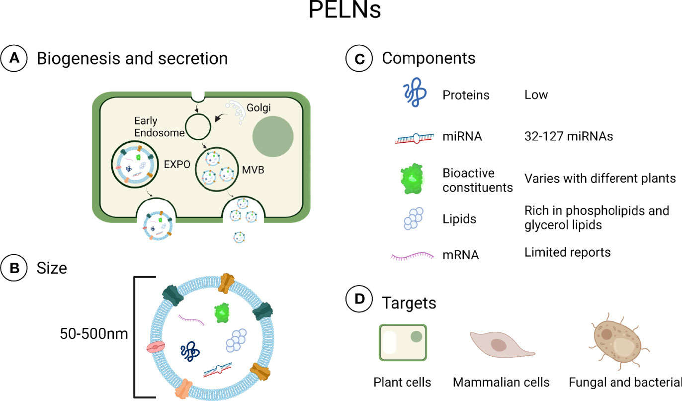 Biogenesis, size, components and targets of plant-derived exosomes-like nanoparticles.