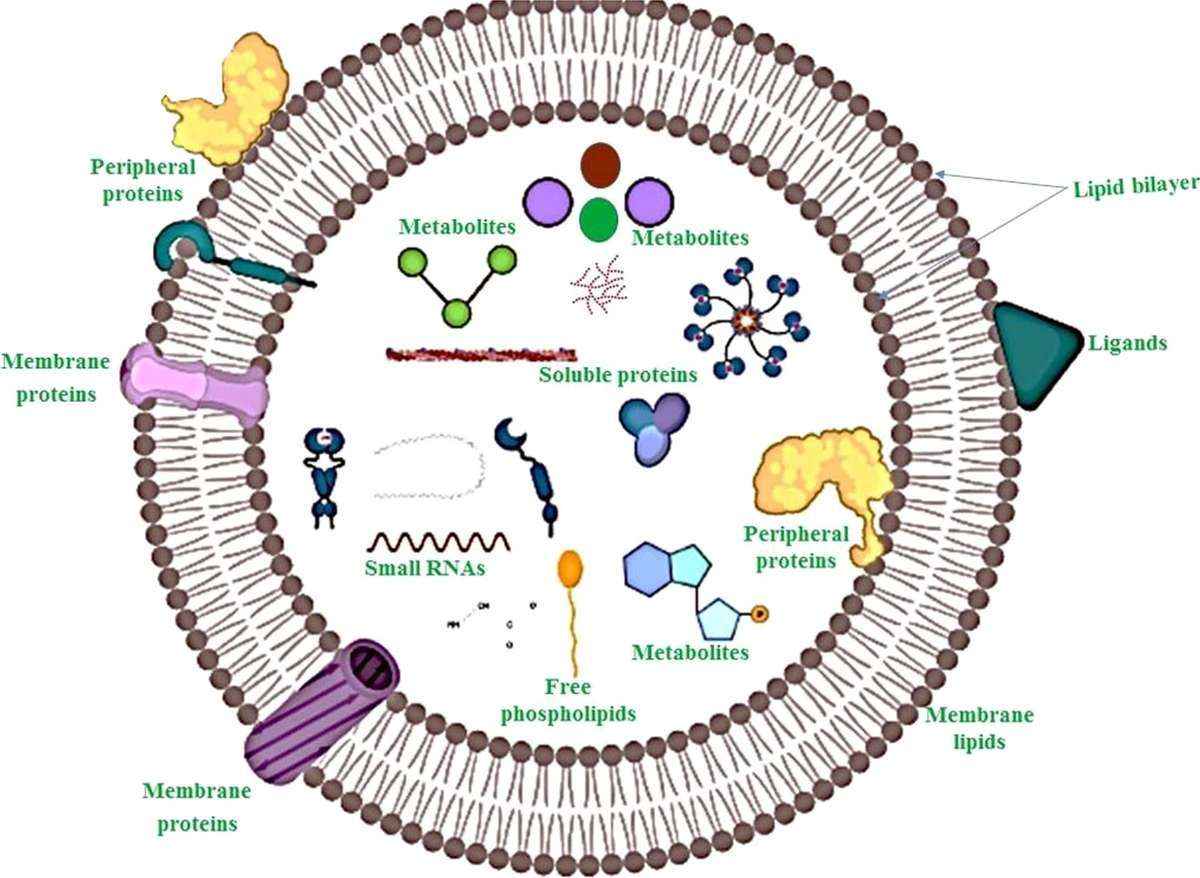 Representative figure showing the overview structure and generalized composition of plant-derived extracellular vesicles (P-EVs). P-EVs contain various biomolecules in their lumen and surface.