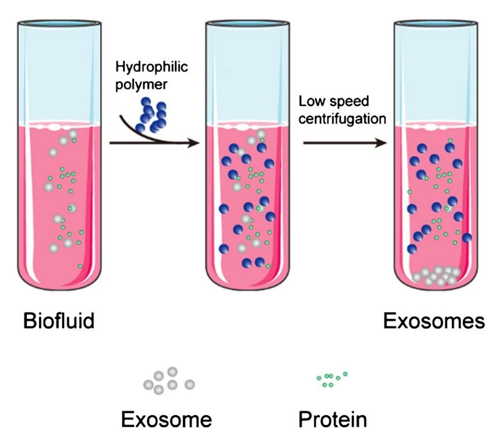 Figure 1. Flowchart for isolation of exosomes by polymer precipitation.