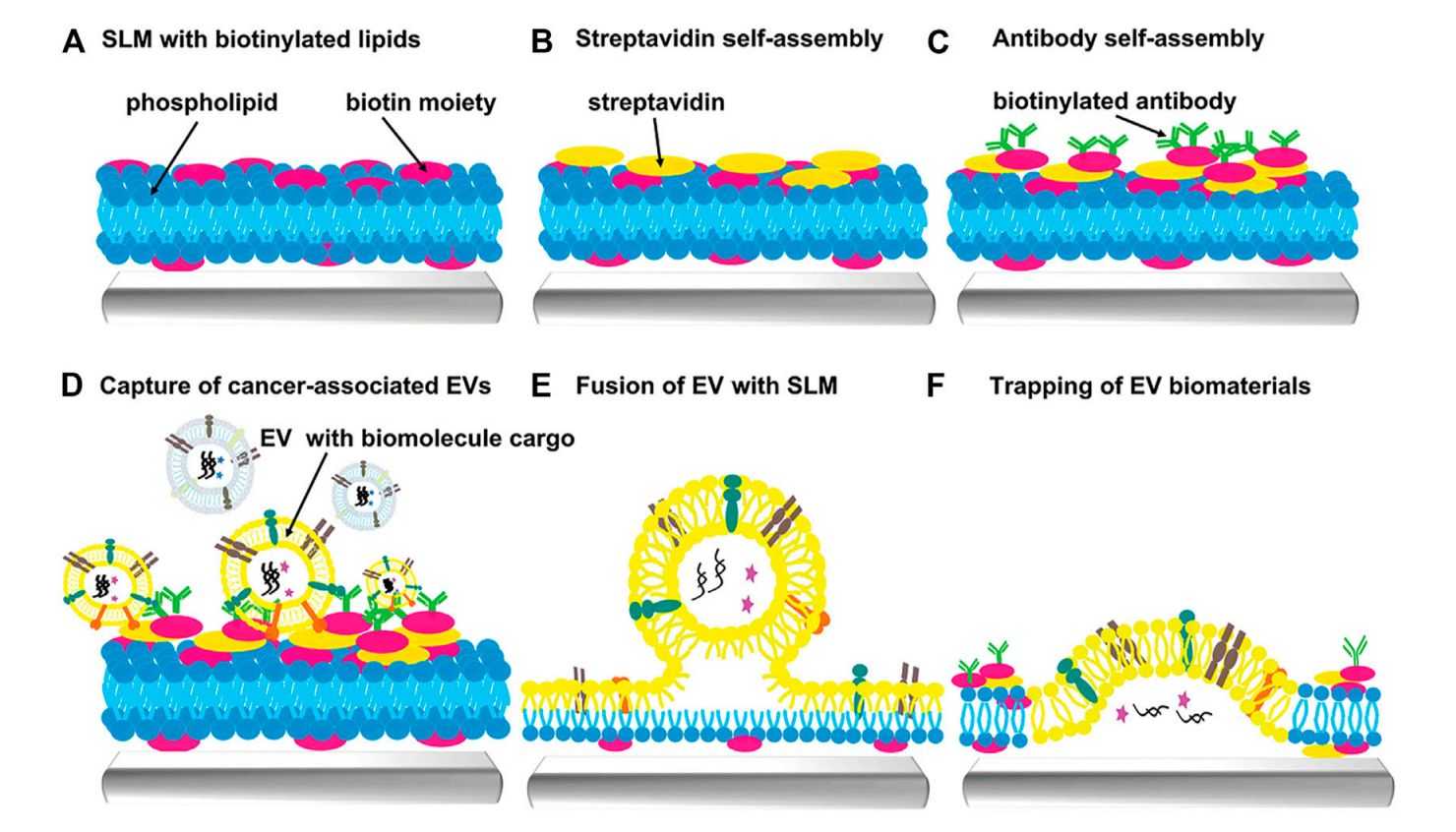 Figure 2. Schematic diagram of the lipid microarray strategy for capturing exosomes.
