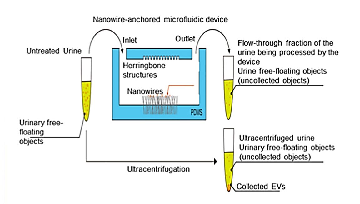 Figure 3. Flowchart of exosome isolation by a microfluidic device with anchored ZnO/Al2O3 core-shell nanowires.