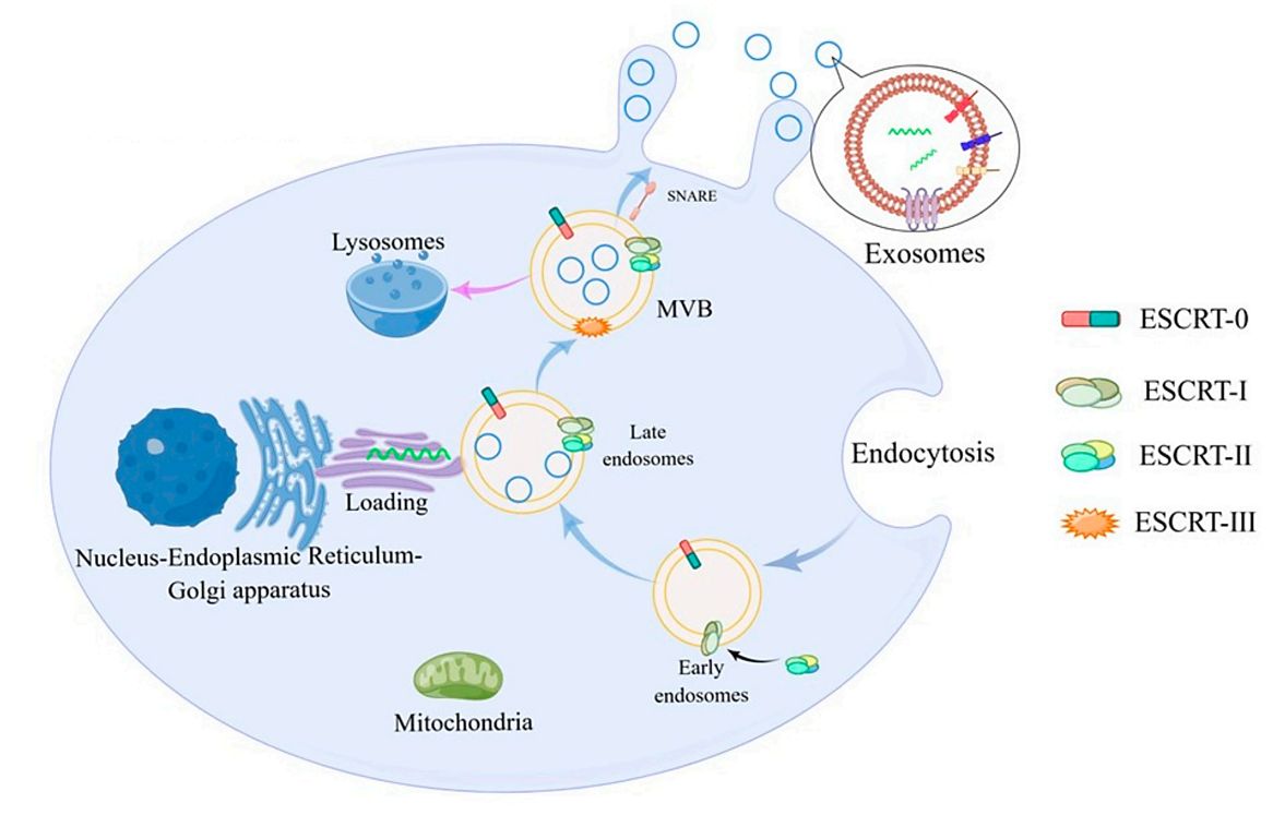 Figure 1. Biogenesis of vegetable-derived exosomes.