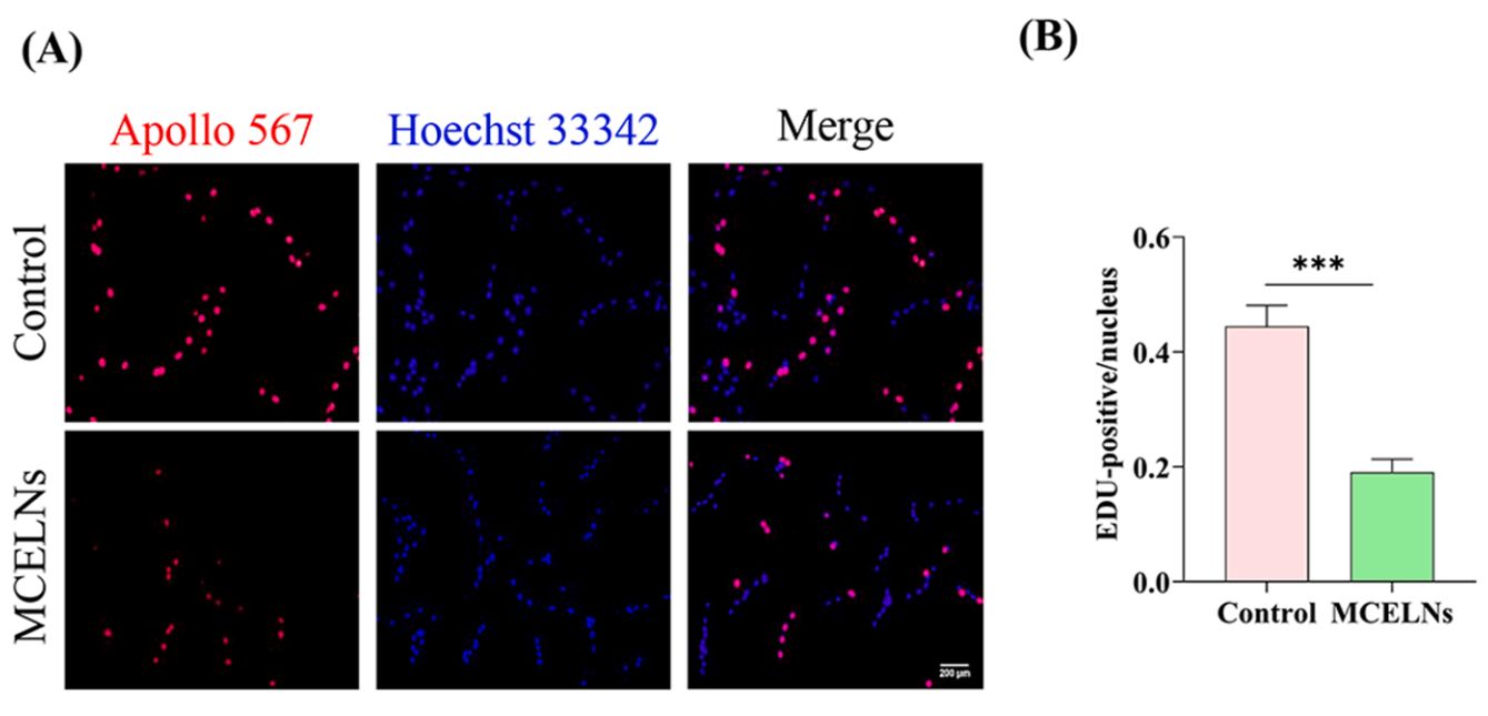 Figure 4. Momordica charantia-derived exosomes for the treatment of U251 glioma.