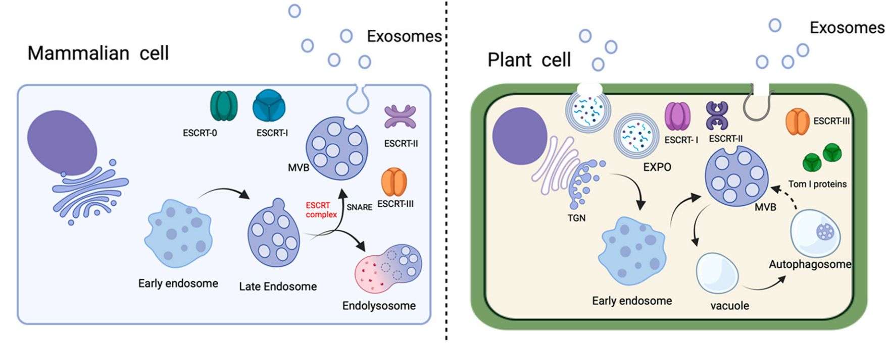 Figure 2. Exosomes in mammals and fruits.
