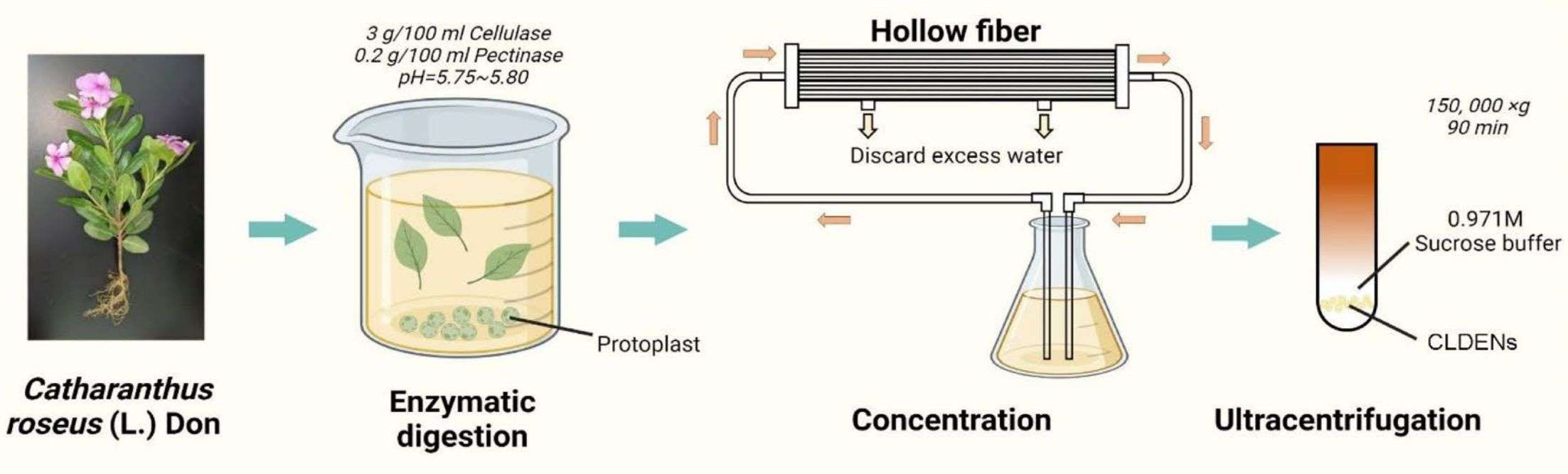 Figure 1. Isolation of Catharanthus roseus exosomes.