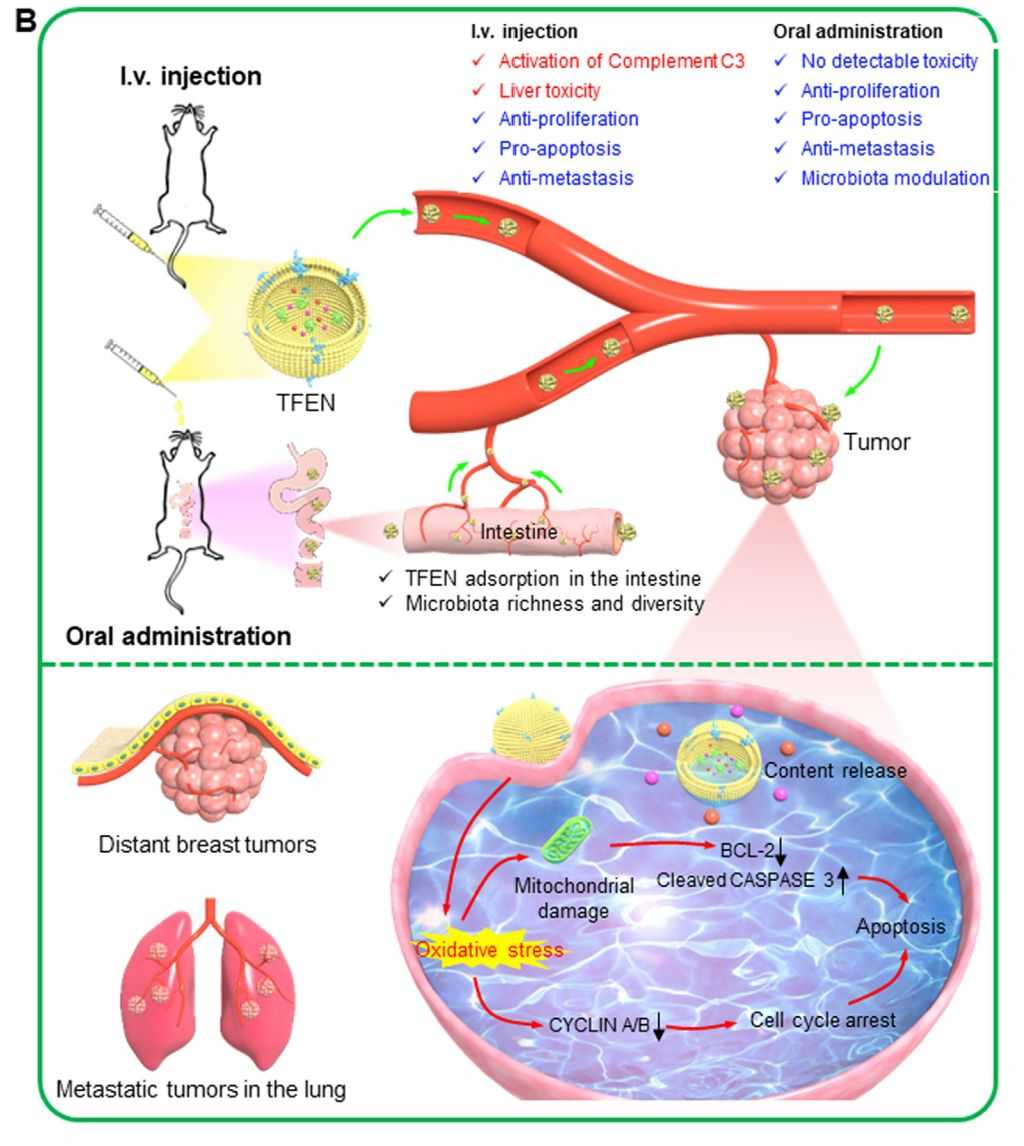 Figure 3. Functions and applications of tea flower exosomes.